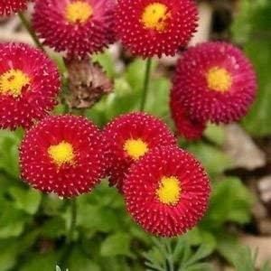 Red Perennis Seeds for Planting – Organic, Heirloom, Non-GMO Flower Seeds